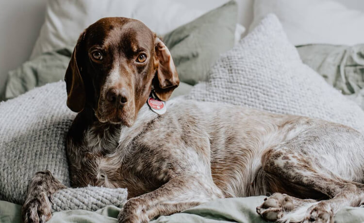 German Shorthaired Pointer